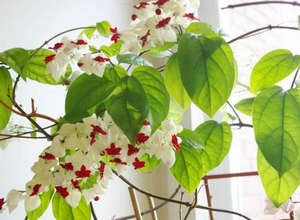 Îngrijirea clerodendrum la domiciliu tăiere, reproducere și tratament al bolilor (foto și video)