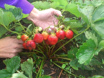 Îngrijirea căpșunilor în iulie și august, grădina mea de bucătărie - sfaturi de țară