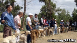 În faptă, o expoziție de beagle