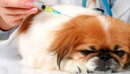 Vaccinarea câinilor împotriva rabiei