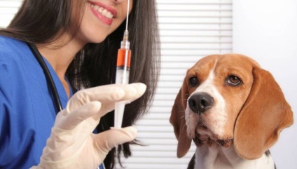A kutyák vakcinázása a veszettség ellen