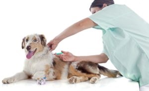 Vaccinarea câinilor împotriva rabiei
