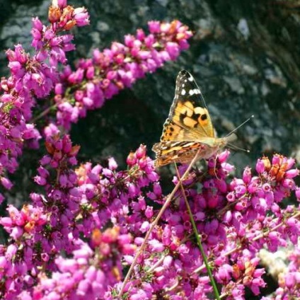 Heather - un simbol al Scoției și un recurs etern către aventurile romantice