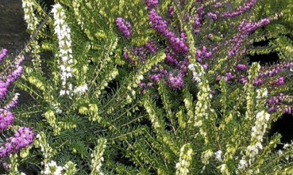 Heather - Skócia szimbóluma és örök vonzerő a romantikus kalandok számára