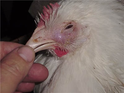 Állatorvos a csirkék számára