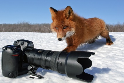 Alegerea unei tehnici de fotografiere a faunei sălbatice