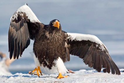 Alegerea unei tehnici de fotografiere a faunei sălbatice