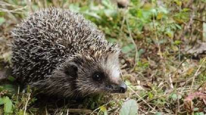 Tipuri de arici o varietate de animale prickly