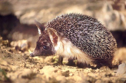 Tipuri de arici o varietate de animale prickly