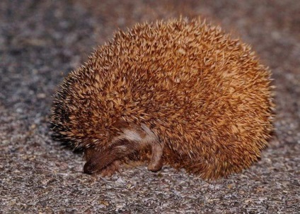 Tipuri de arici o varietate de animale prickly