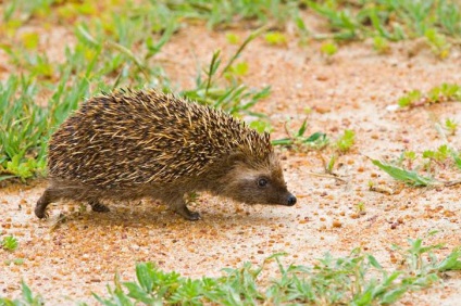 Tipuri de arici o varietate de animale prickly