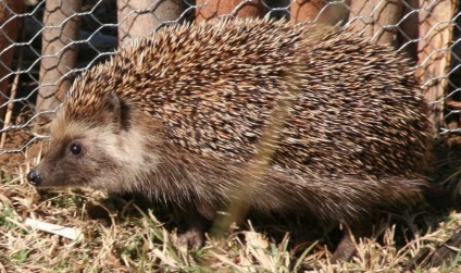 Tipuri de arici o varietate de animale prickly