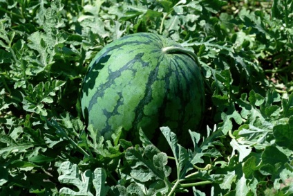 A görögdinnye termesztése a hidroponikára a módszer főbb jellemzői