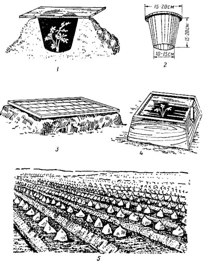 Cultivarea pepenilor verzi și pepeni verzi în solul încălzit 1959