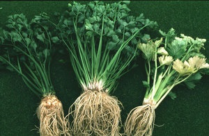 A petiolate és a levélzeller zónából történő termesztése magvakból, választás és megfelelő ültetés