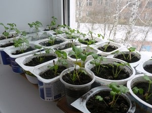 Cultivarea telina de petiolat și frunze din semințe, alegere și plantare adecvată