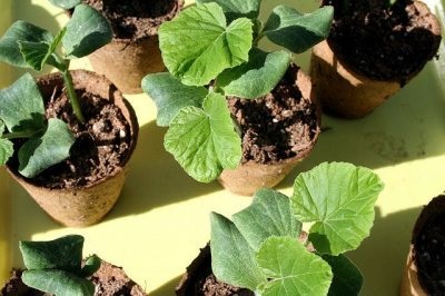 Cultivarea dovlecelilor la plantarea semințelor în sol deschis, plantarea pe răsaduri