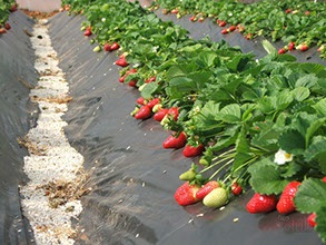 Cultivarea căpșunilor de la a la i