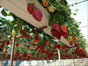 Cultivarea căpșunilor de la a la i