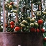 Roșii cultivate în butoaie plantate, butoi verde, descriere