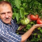 Roșii cultivate în butoaie plantate, butoi verde, descriere