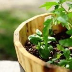 Roșii cultivate în butoaie plantate, butoi verde, descriere