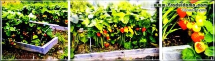 Cultivarea căpșunilor de reparație în regiunea Leningrad - plantare și îngrijire, un sit despre o grădină, o reședință de vară și
