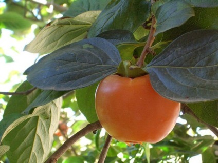 Cultivarea persimmons de la oase la soiuri acasă, pregătirea osoasă, regulile wooing