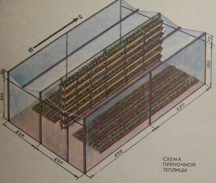 Cultivarea căpșunilor în sere - economie de origine