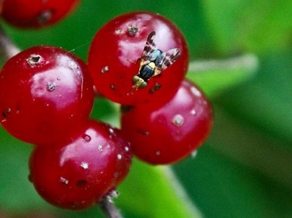 Cherry plantare și de îngrijire, alegeți materialul de plantare, vom efectua