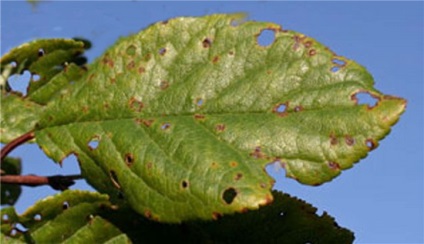 Cherry plantare și de îngrijire, alegeți materialul de plantare, vom efectua