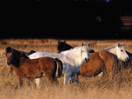 Caii liberi din Tunguska - vânătoare