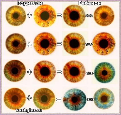 Възможните очни цветовете на детето от таблицата родител