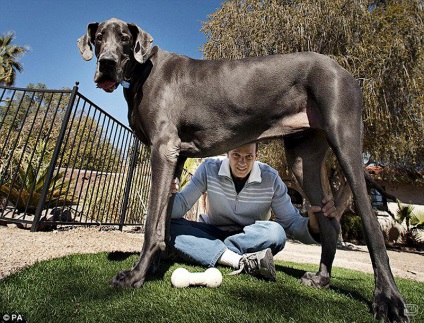 În SUA, cel mai mare câine din lume a murit, kykyryzo