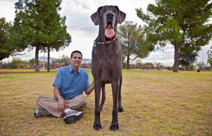 În SUA, cel mai mare câine din lume a murit, kykyryzo
