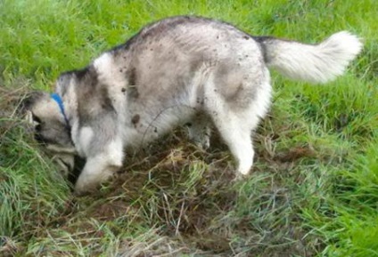 Natura Huskylui siberian