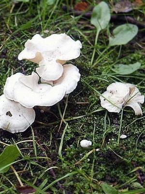 Ciuperci otravitoare ryadovki (govorushki) fotografie serii gri, tigru și albicios; cum arata ei