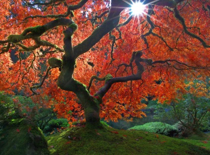 Japonez roșu bonsai artar, tee