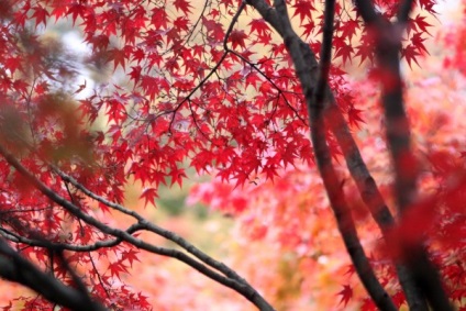 Japonez roșu bonsai artar, tee