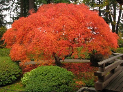 Japonez roșu bonsai artar, tee