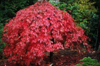 Japonez roșu bonsai artar, tee