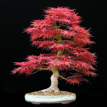 Japonez roșu bonsai artar, tee