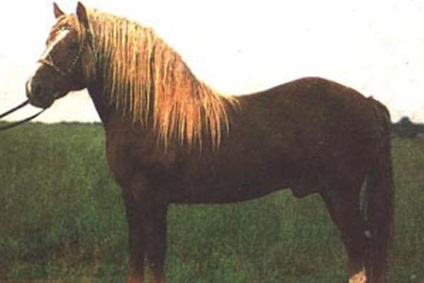 Germană sau germană rasă de cai descriere, fotografie, origine