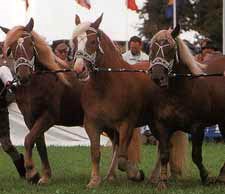 Un cal german de sud, o rasă de cai din sudul Germaniei, un cal greu, o reproducere, o bavareză, o structură corporală,