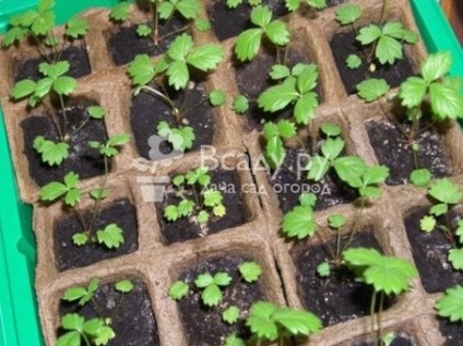 Căpșuni care cresc din semințe - un ghid cu fotografii