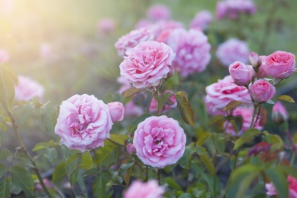 Viața în roz! Imagini magice din cele mai bune rozari din lume, artă foto