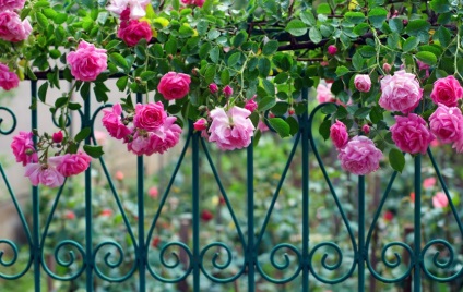 Élet rózsaszín! Varázslatos felvételek a világ legjobb rózsafüzéreiről, fotóművészet