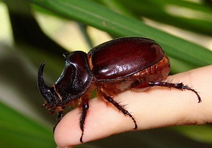 Beetle orrszarvú fotó egy rovar, megjelenési okok a helyszínen