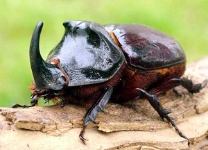 Beetle orrszarvú fotó egy rovar, megjelenési okok a helyszínen
