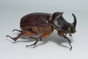 Beetle orrszarvú fotó egy rovar, megjelenési okok a helyszínen